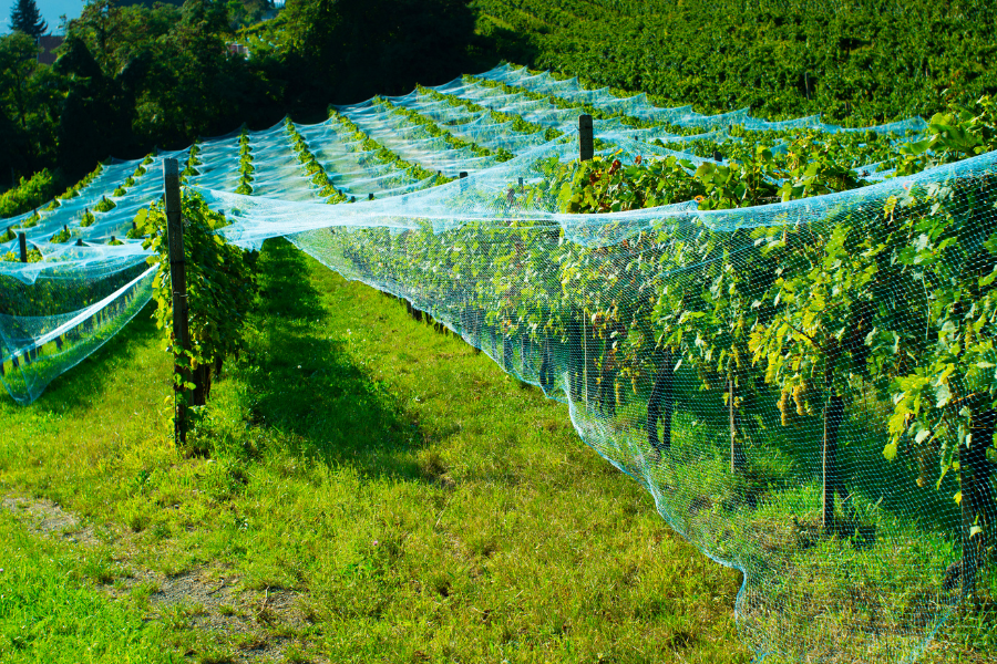 bird netting vineyard